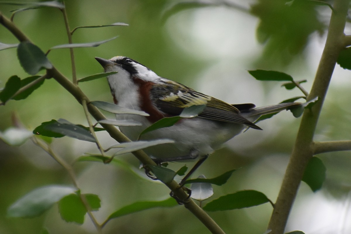 Chestnut-sided Warbler - Claire H