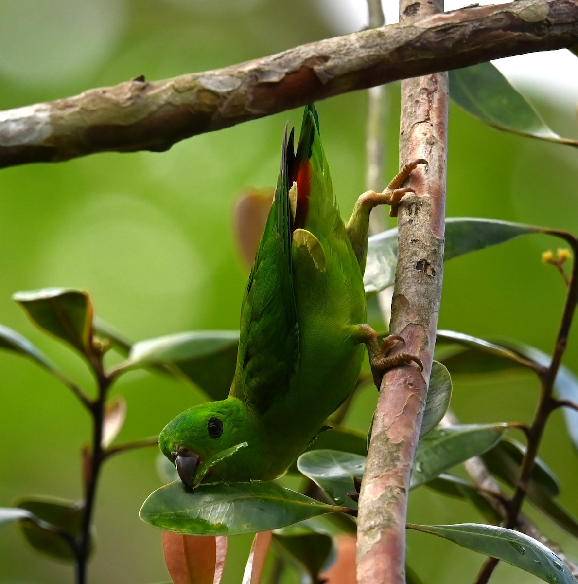 Blue-crowned Hanging-Parrot - ML618530815