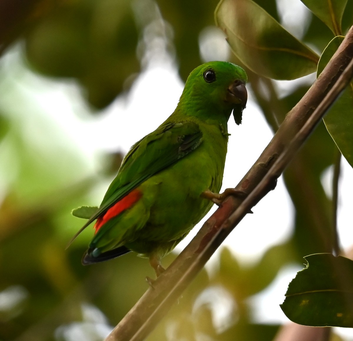 Blue-crowned Hanging-Parrot - ML618530830