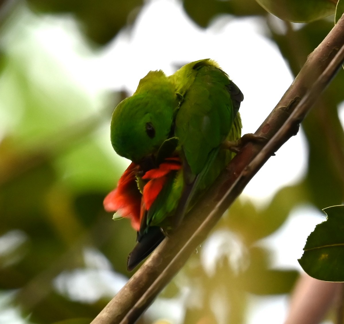 Blue-crowned Hanging-Parrot - ML618530836