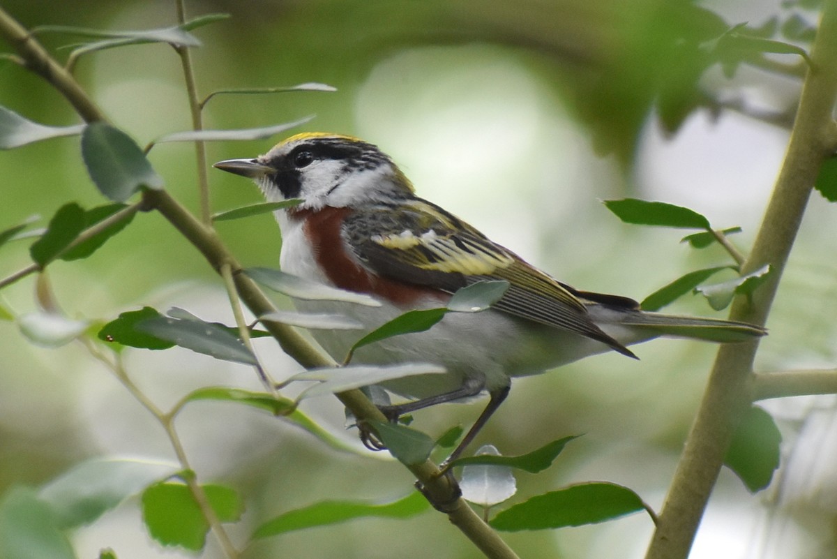 Chestnut-sided Warbler - Claire H