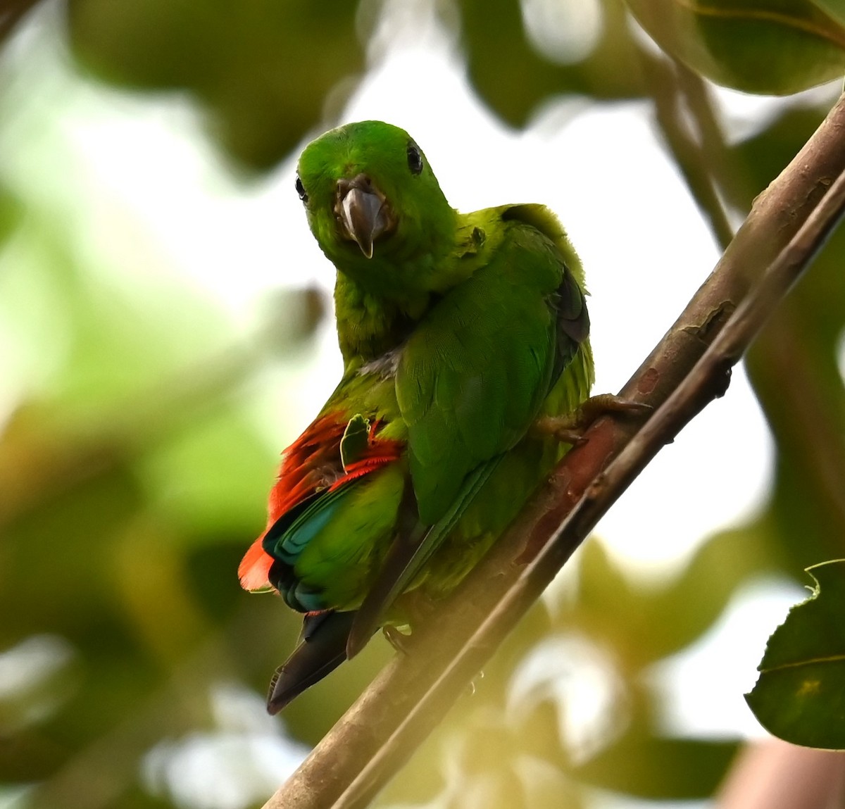 Blue-crowned Hanging-Parrot - ML618530847