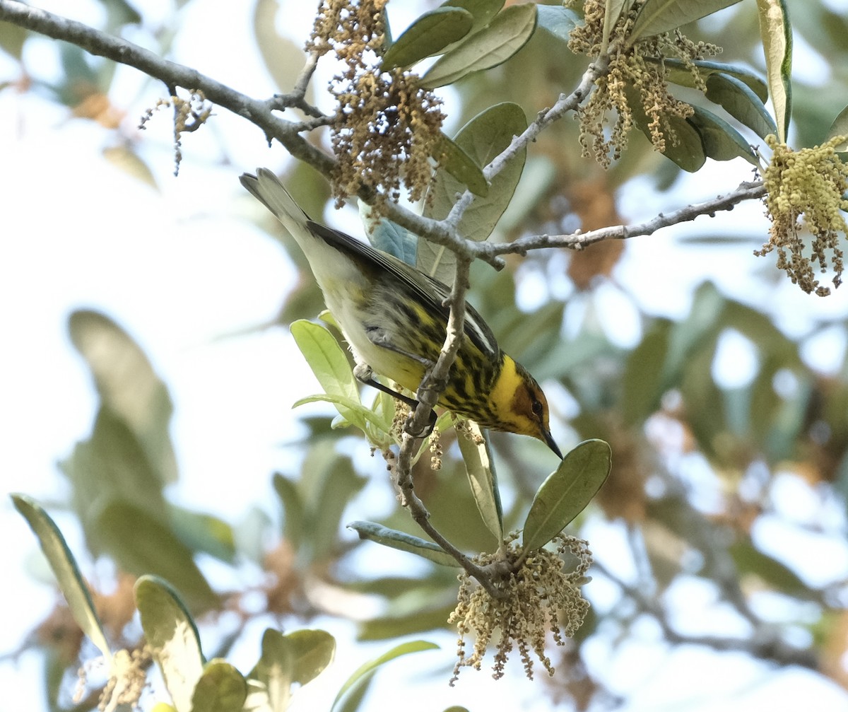 Cape May Warbler - ML618530848