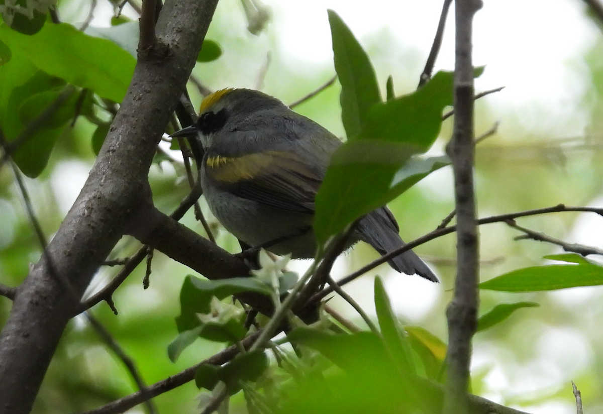 Golden-winged Warbler - Brian Beauchene