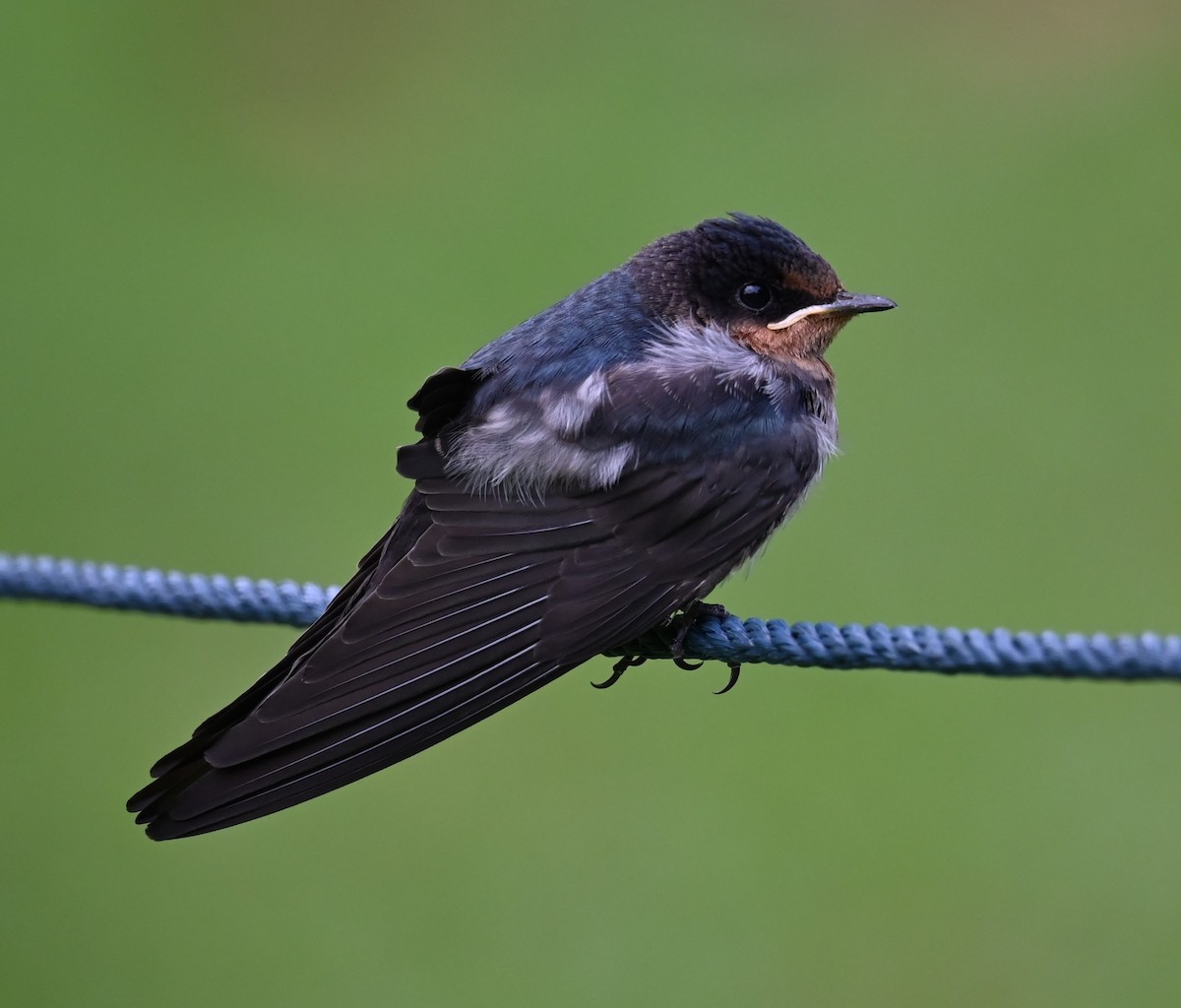 Pacific Swallow - ML618530865