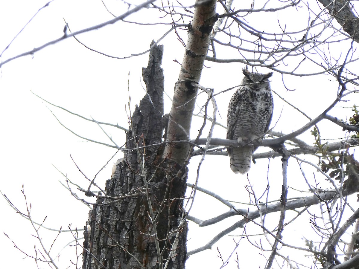 Great Horned Owl - ML618530866