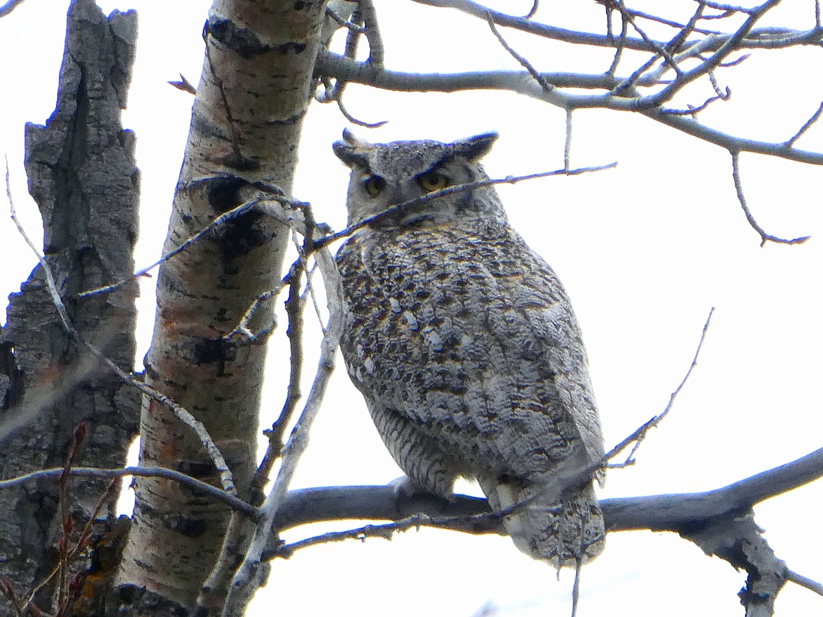 Great Horned Owl - ML618530868