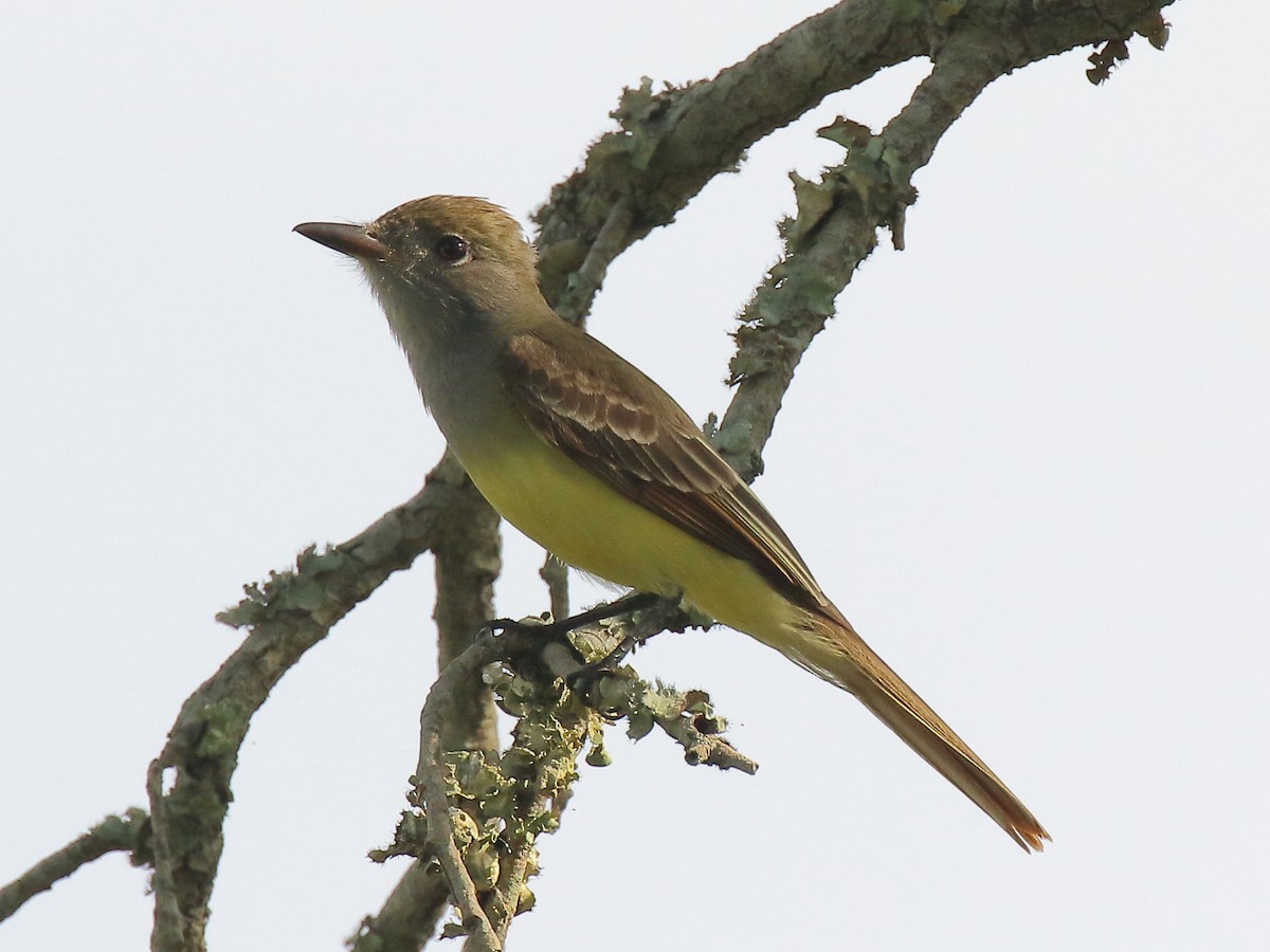 Great Crested Flycatcher - ML618530889