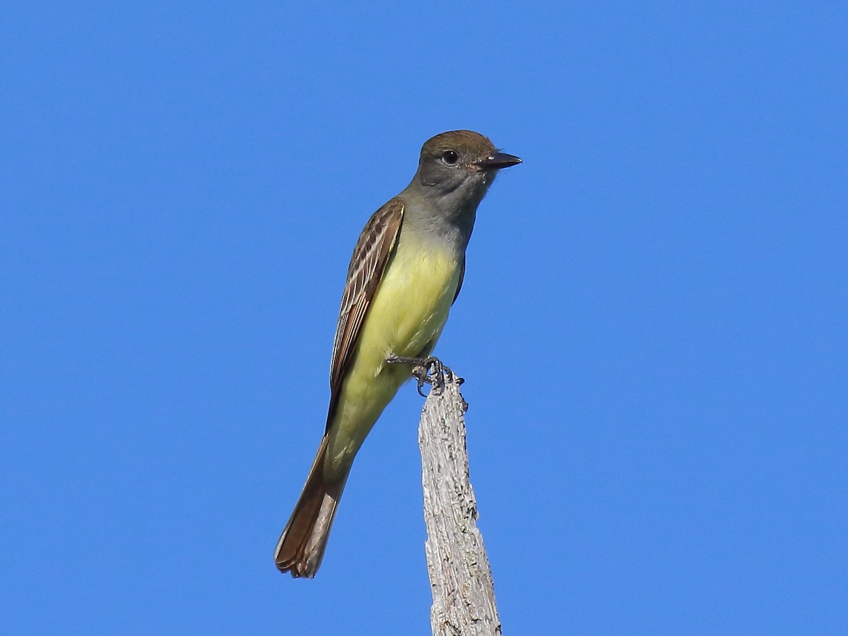 Great Crested Flycatcher - ML618530895