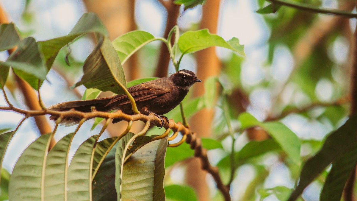 White-throated Fantail - ML618530897