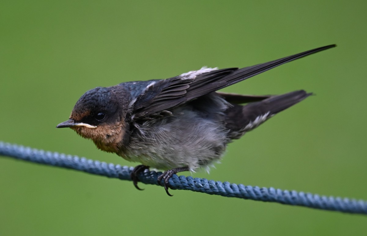 Pacific Swallow - ML618530912