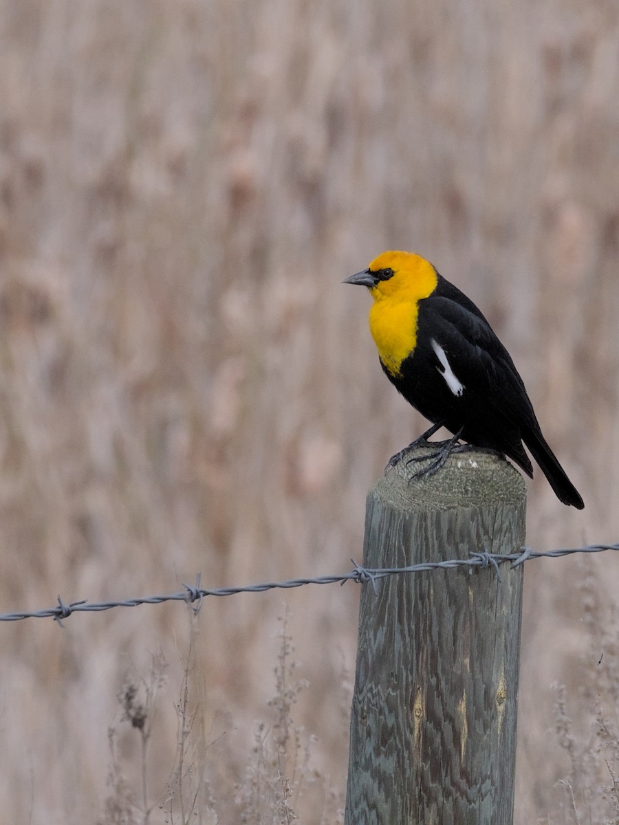 Yellow-headed Blackbird - ML618530926