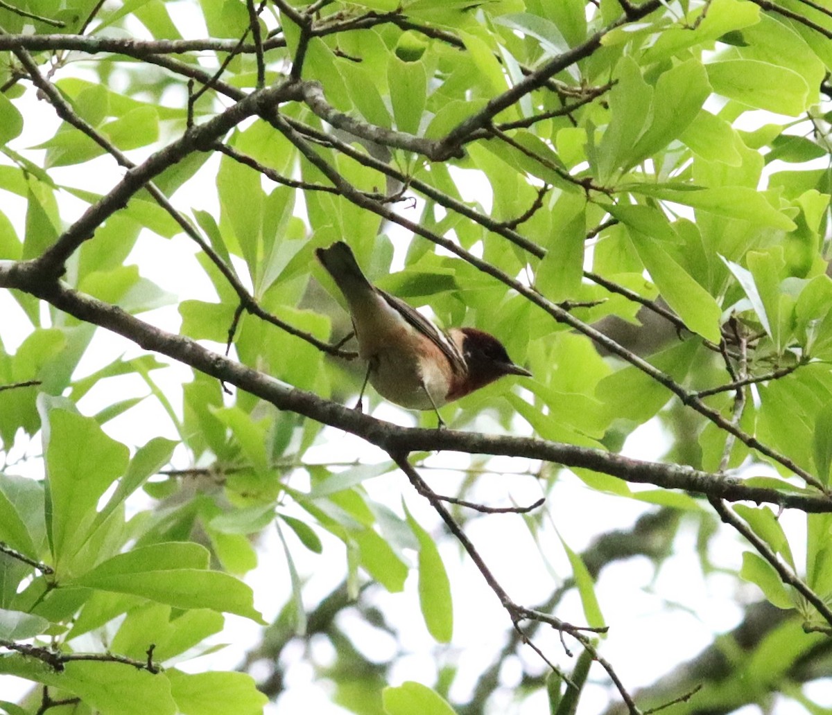 Bay-breasted Warbler - ML618530938