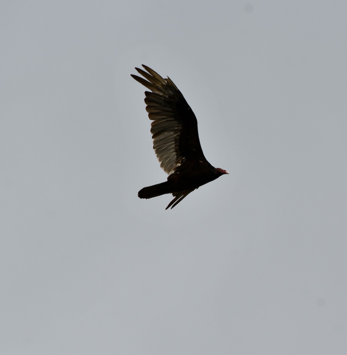 Turkey Vulture - ML618530961
