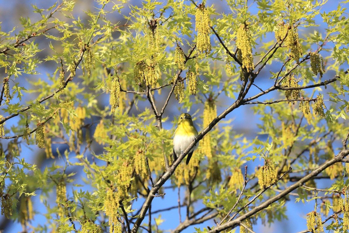 Yellow-throated Vireo - T Remy