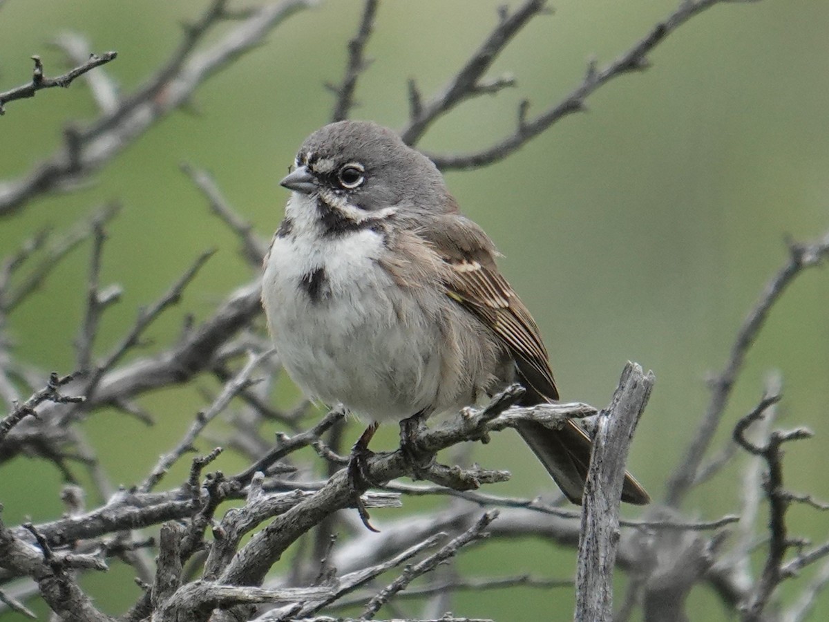 Bell's Sparrow (belli) - ML618531069