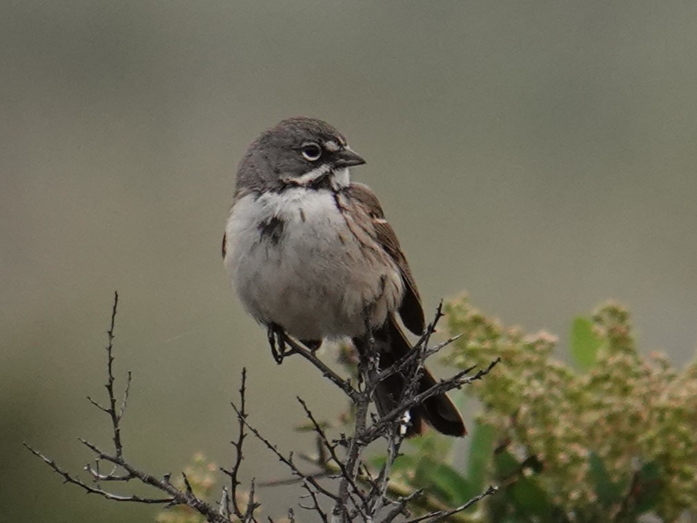 Bell's Sparrow (belli) - ML618531071