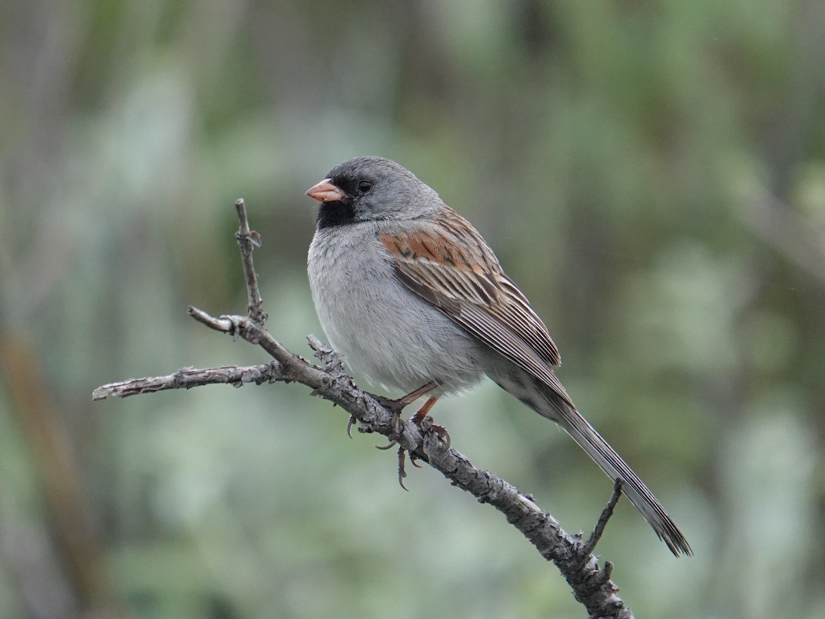 Black-chinned Sparrow - ML618531082