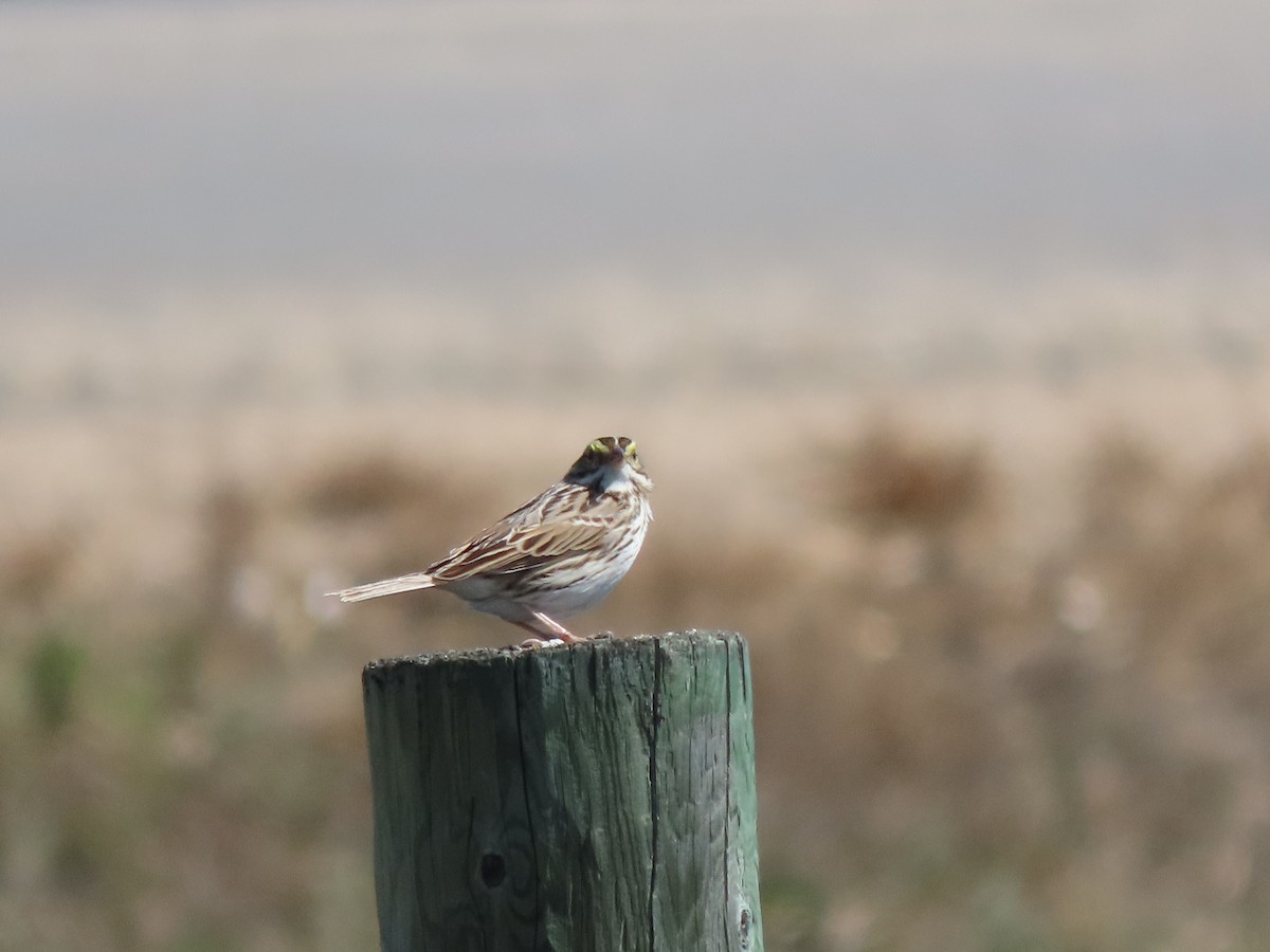 Savannah Sparrow - Kerry Hjertaas