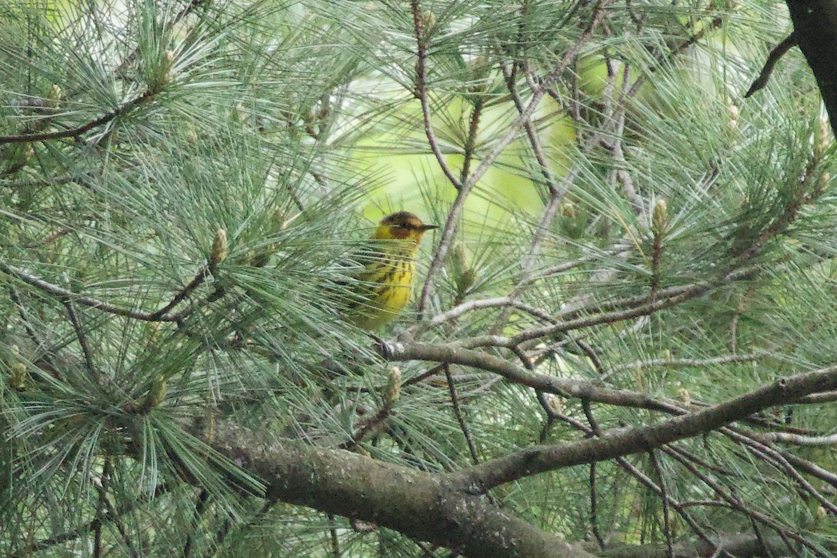 Cape May Warbler - ML618531141