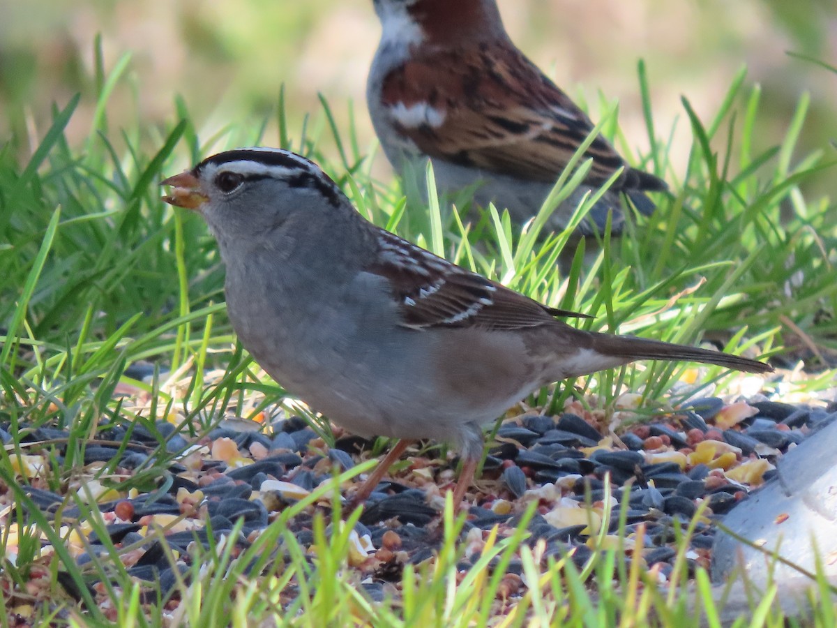 White-crowned Sparrow - ML618531157