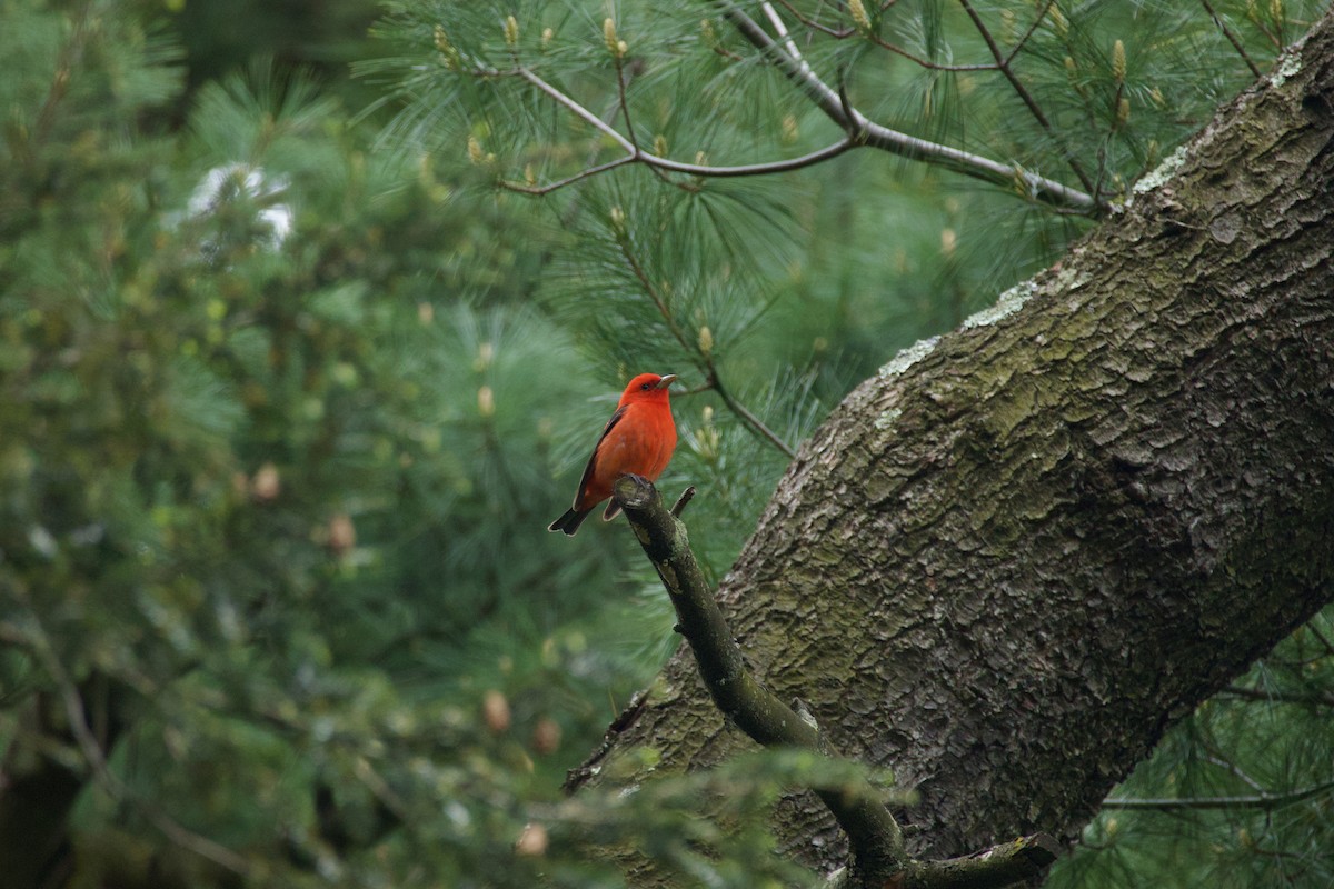Scarlet Tanager - ML618531158