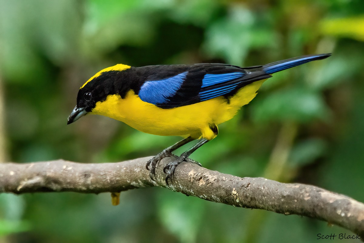 Blue-winged Mountain Tanager - ML618531159