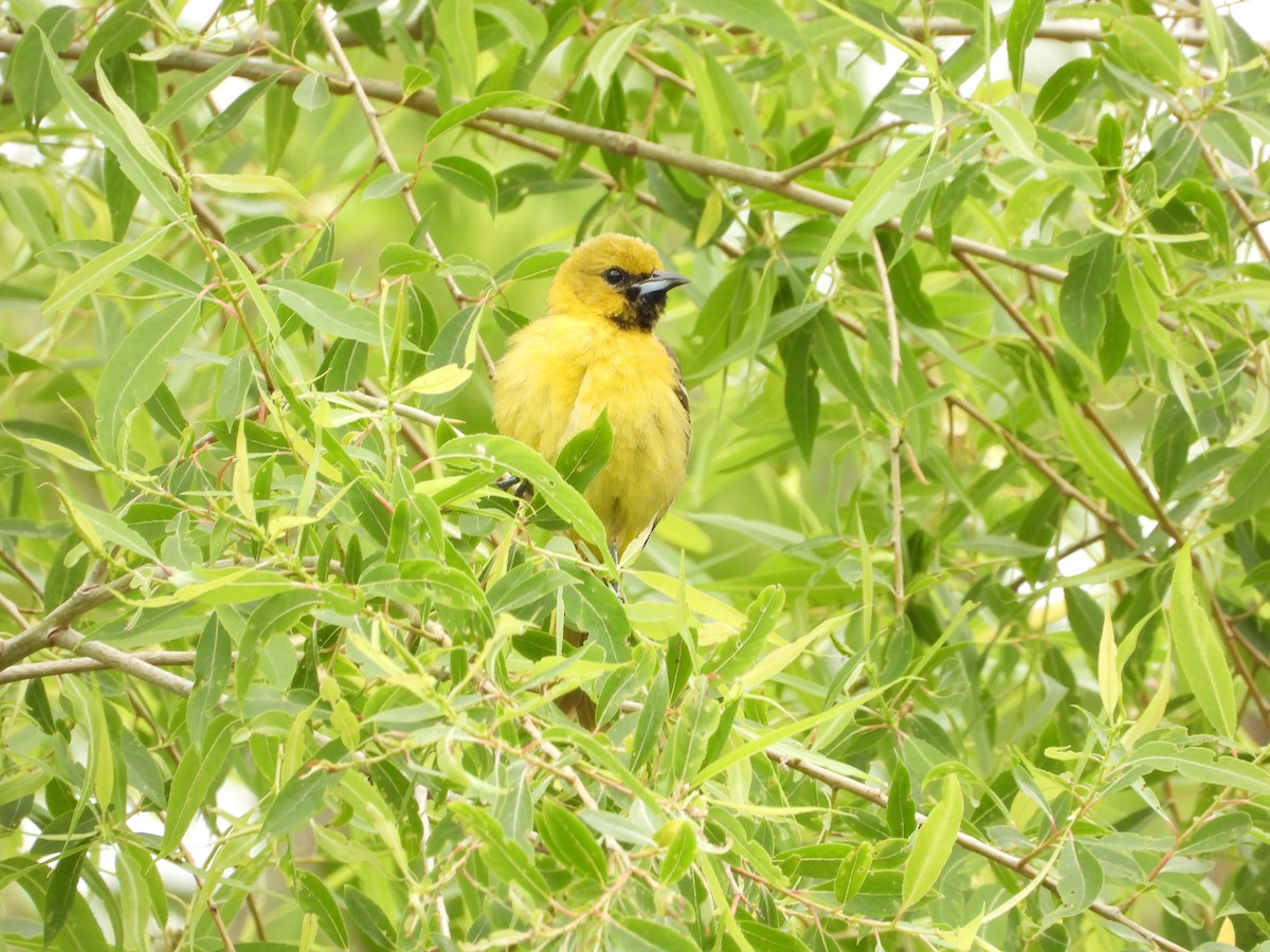 Orchard Oriole - ML618531168