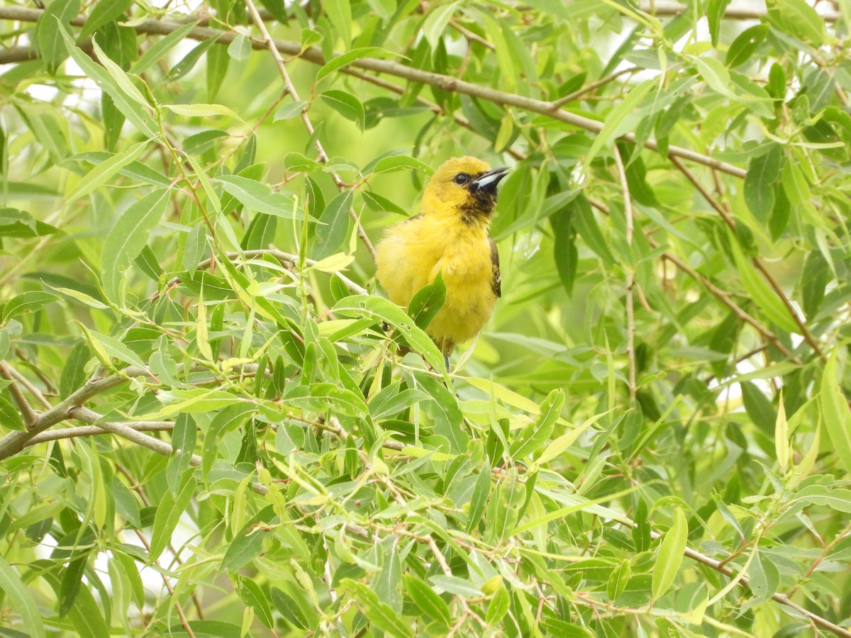 Orchard Oriole - ML618531169