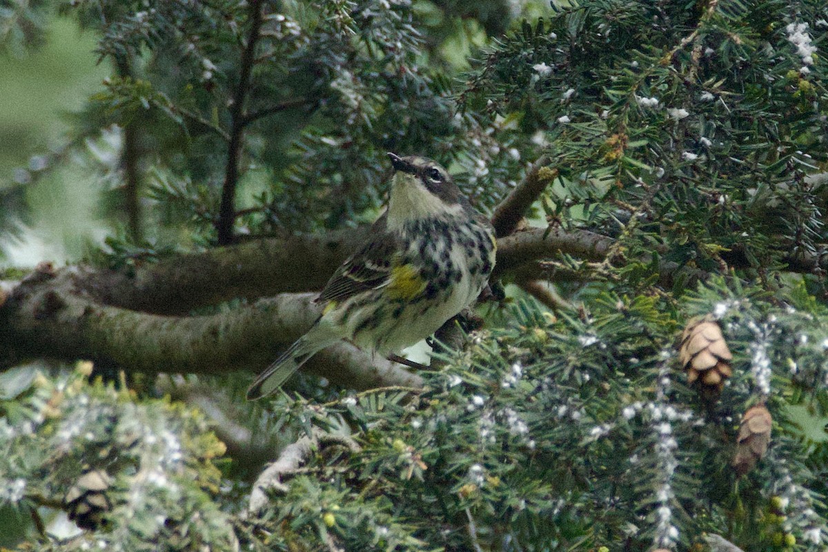Yellow-rumped Warbler - ML618531198