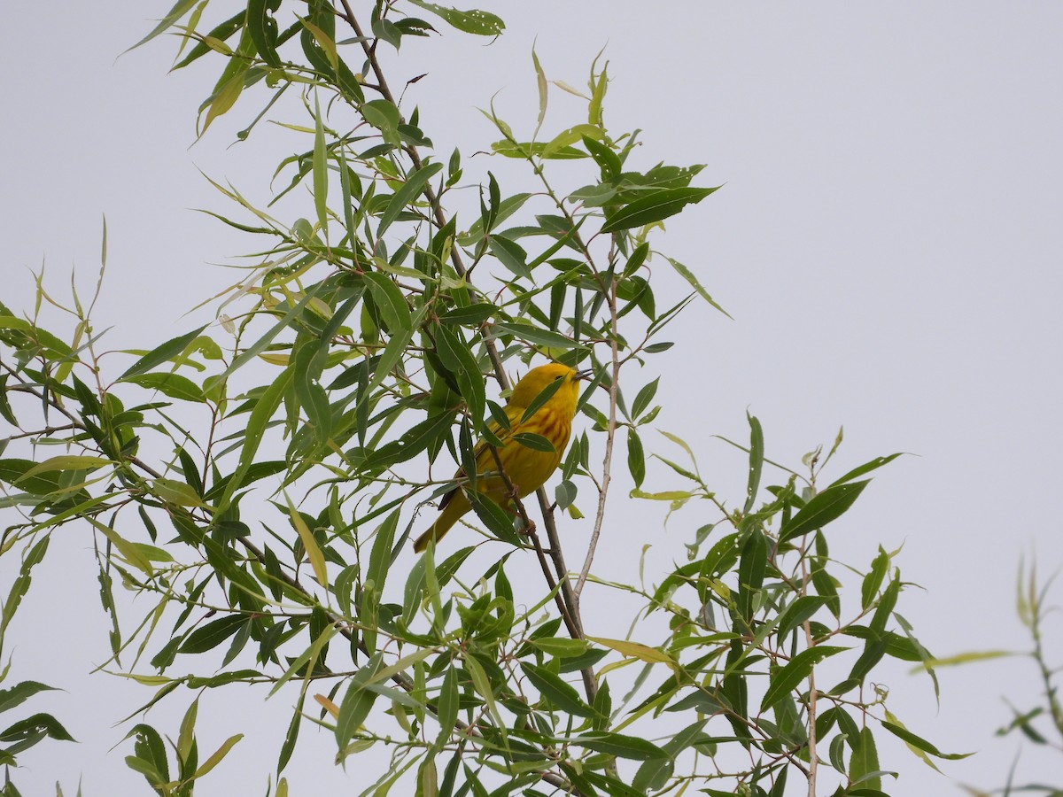Yellow Warbler - ML618531201