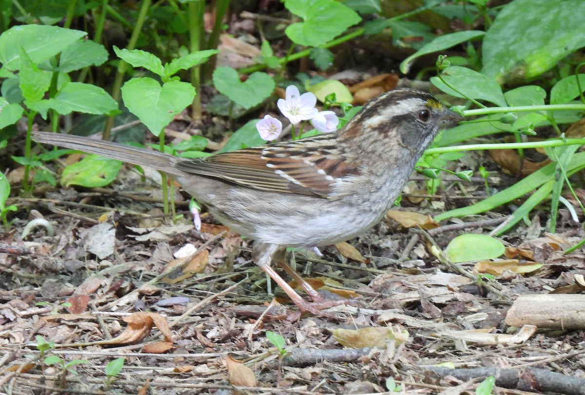 White-throated Sparrow - ML618531204