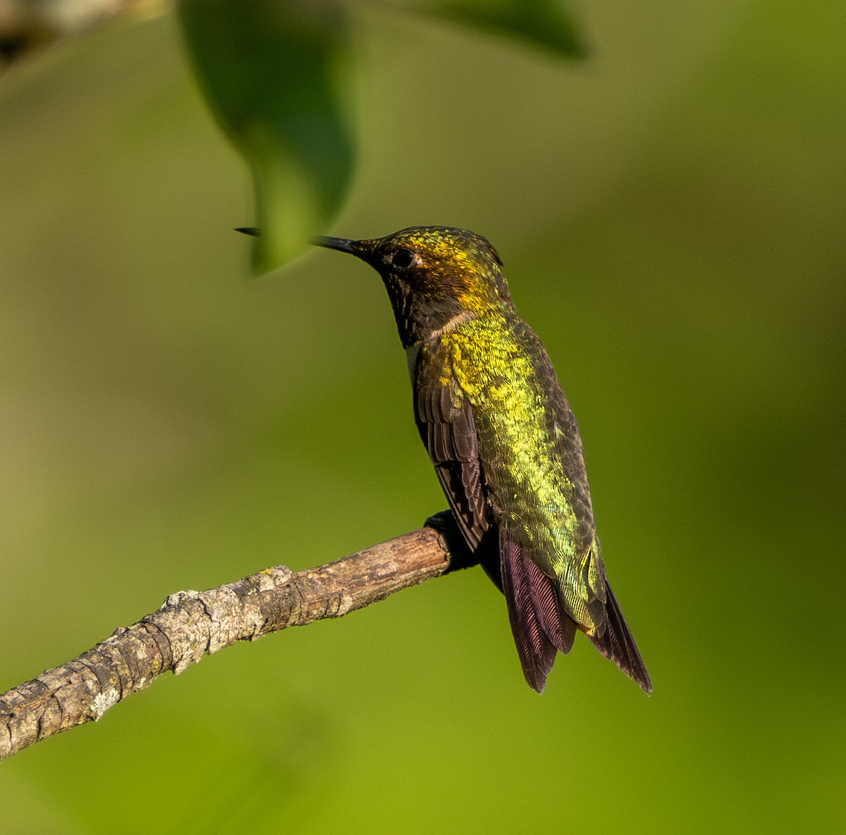 Ruby-throated Hummingbird - ML618531223