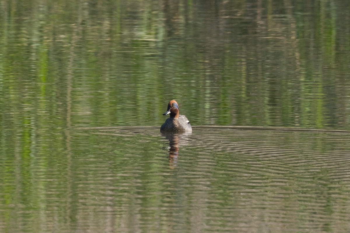 Green-winged Teal - ML618531260