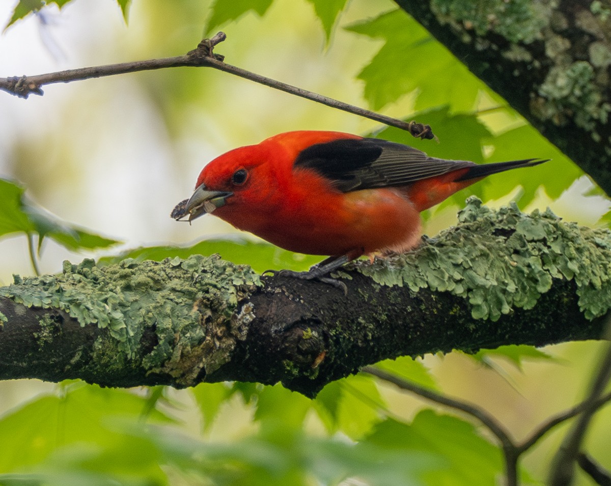 Scarlet Tanager - ML618531280