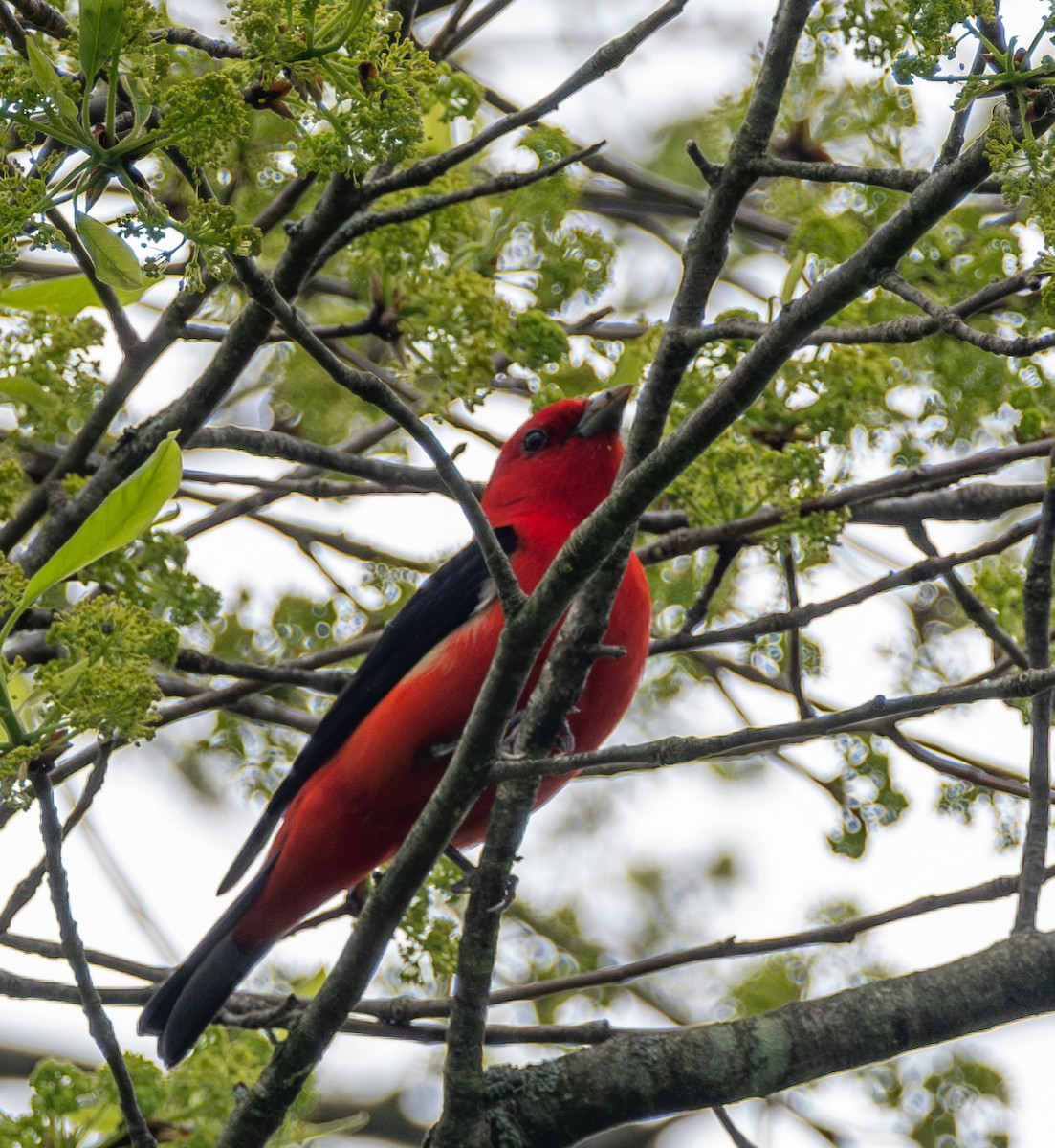 Scarlet Tanager - ML618531281