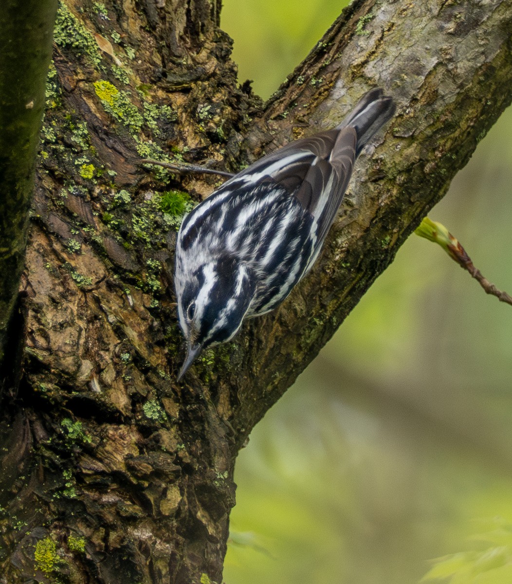 Black-and-white Warbler - ML618531293