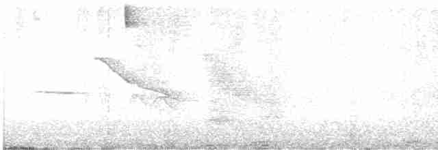 Buff-tailed Coronet - ML618531299