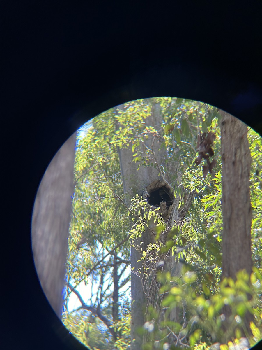 Australian Masked-Owl - ML618531303
