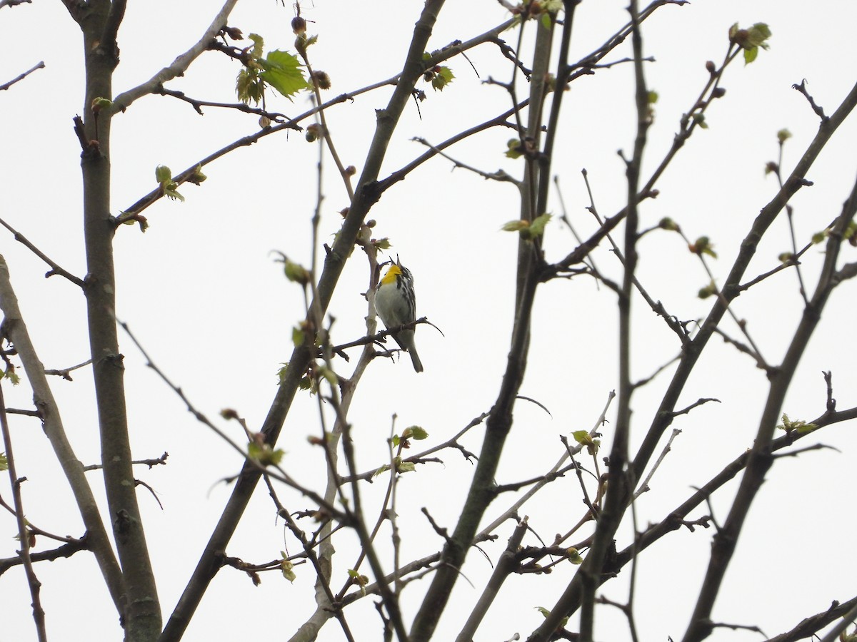 Yellow-throated Warbler - ML618531329