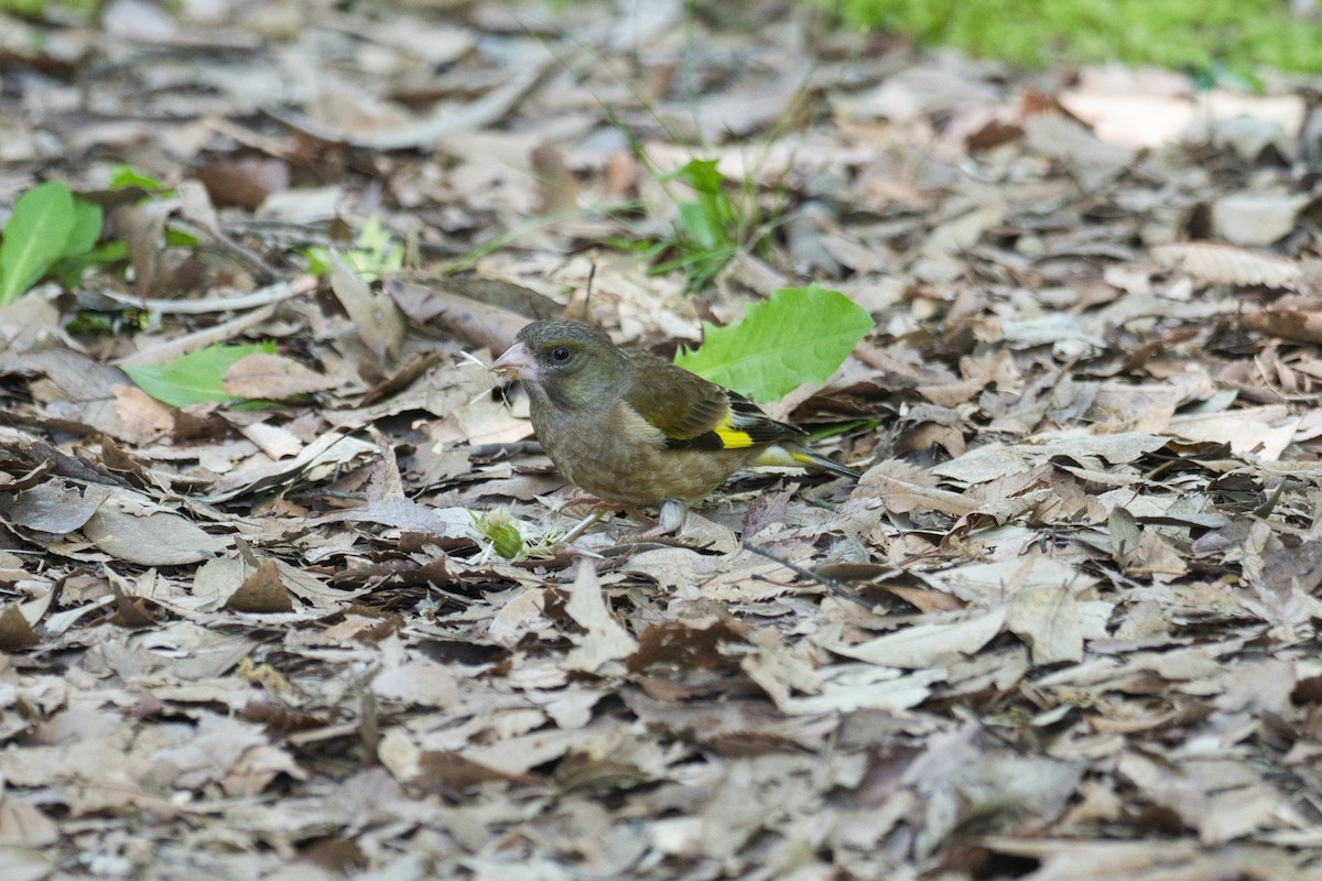 Oriental Greenfinch - Anonymous