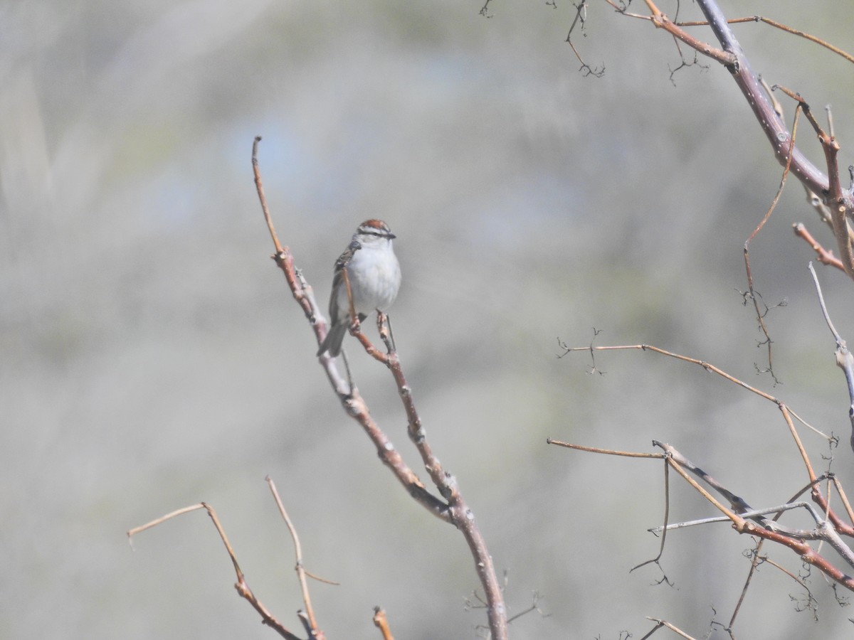 Chipping Sparrow - ML618531380