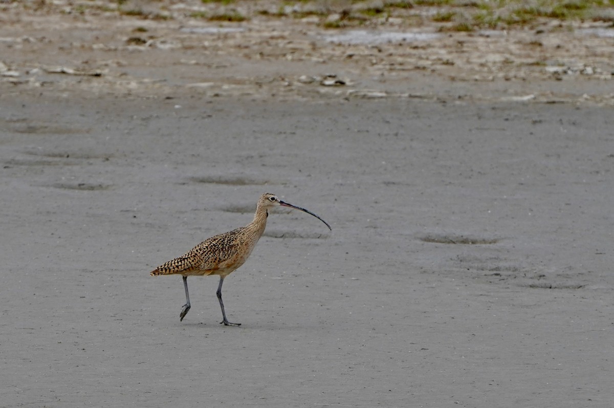 Long-billed Curlew - ML618531381