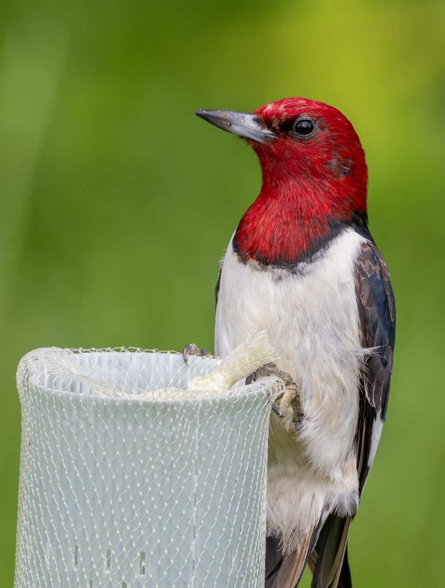 Red-headed Woodpecker - ML618531388