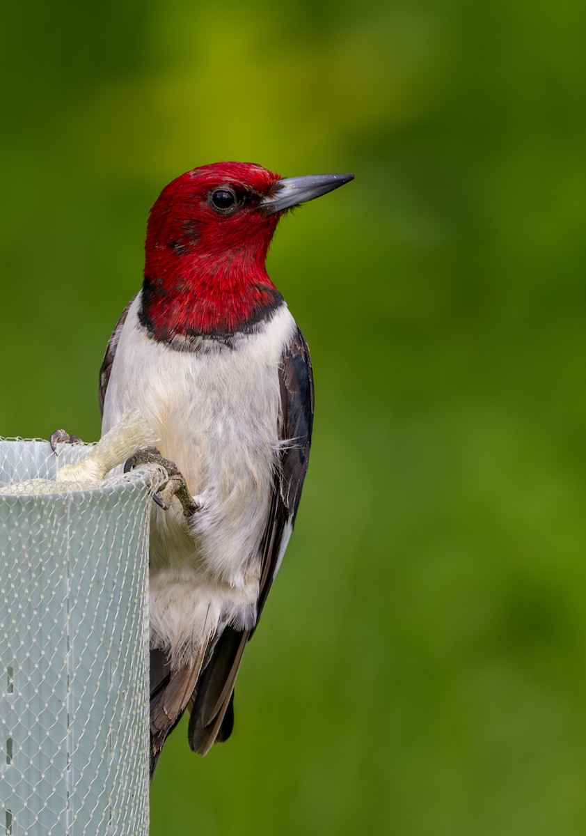 Red-headed Woodpecker - Anthony Schmitt