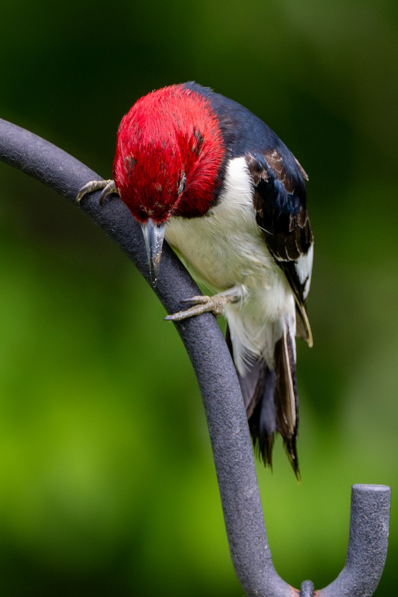 Red-headed Woodpecker - Anthony Schmitt