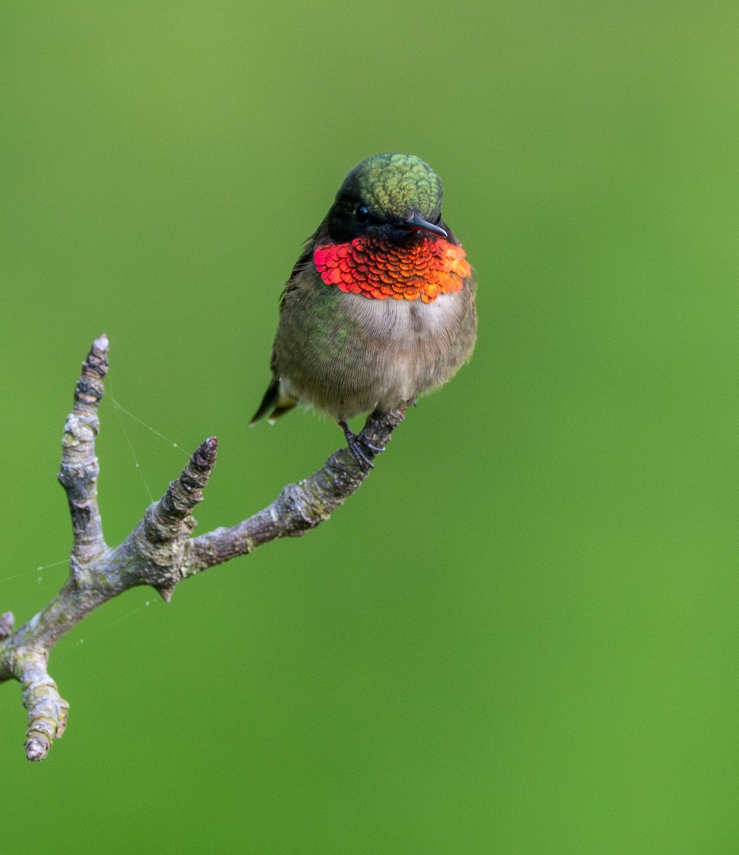 Ruby-throated Hummingbird - Anthony Schmitt