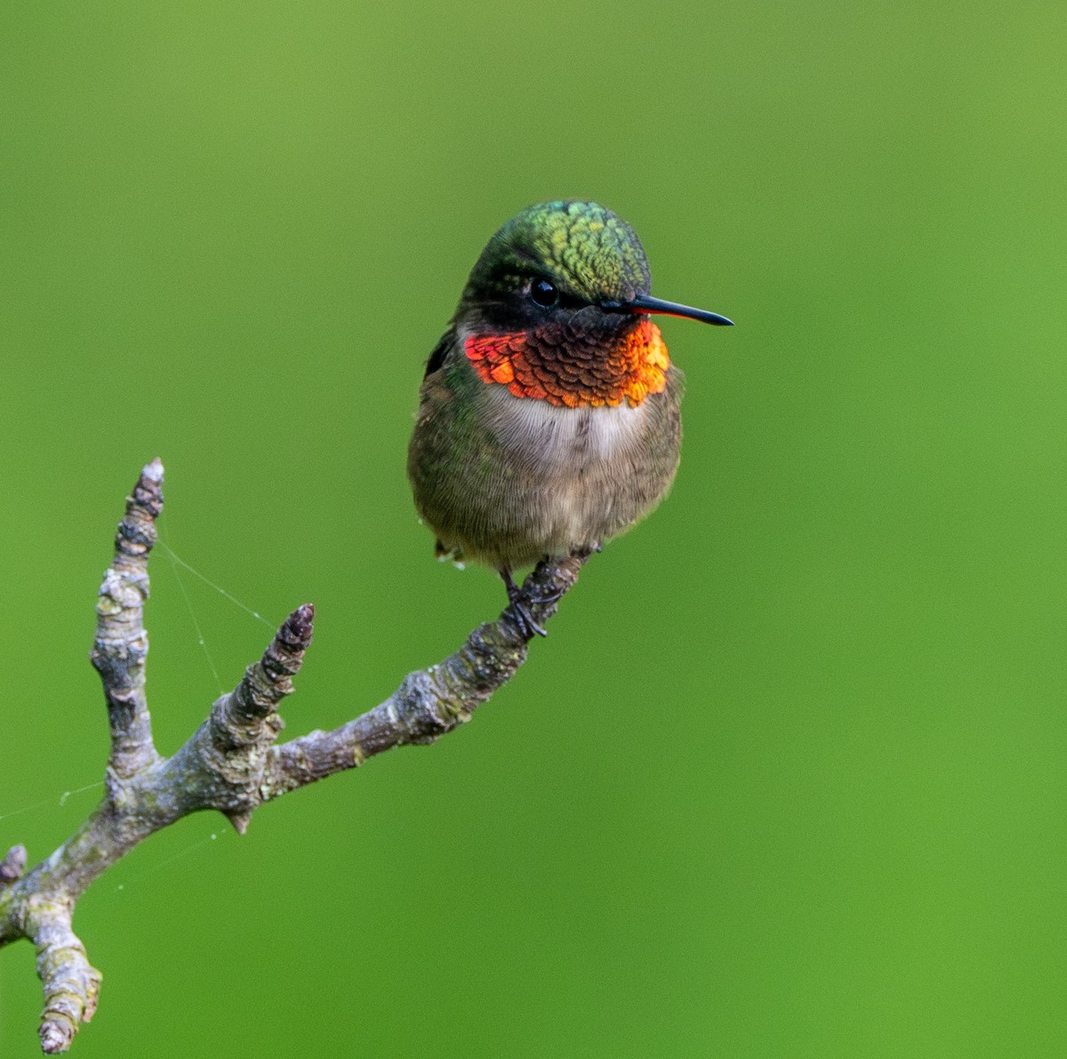 Ruby-throated Hummingbird - ML618531407