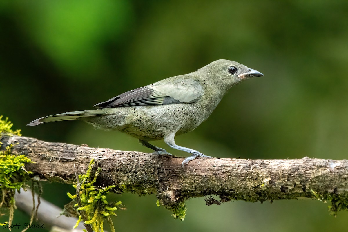 Palm Tanager - ML618531409