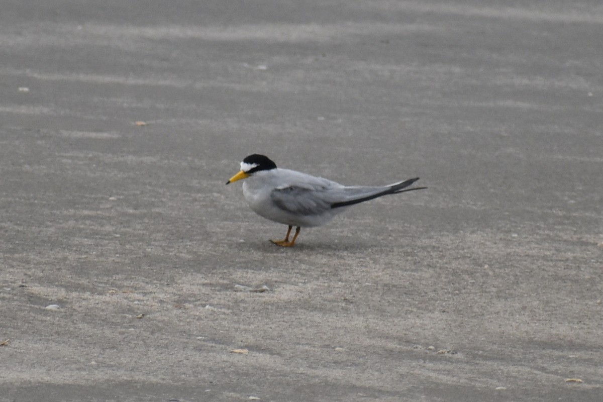 Least Tern - Claire H